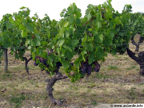 Vin Pessac-Léognan : Ce que vous devez savoir sur les cépages du sud de Bordeaux, les pessac-léognan