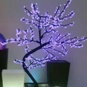 Location Cerisier Lumineux 2M